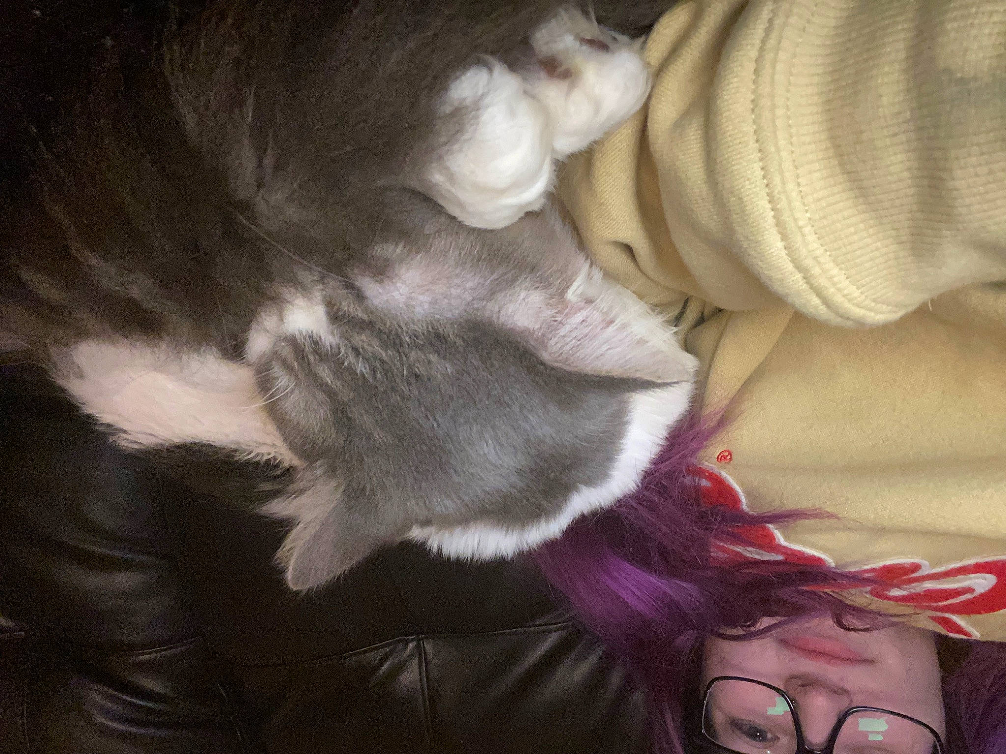 Riku joined the competition — help win amazing prizes! cat, comfort, companion_dog, dog_breed, ear, eyewear, felidae, fur, gesture, happy, human_leg, lap, long_hair, mouth, selfie, skin, small_to_medium_sized_cats, tail, textile, whiskers