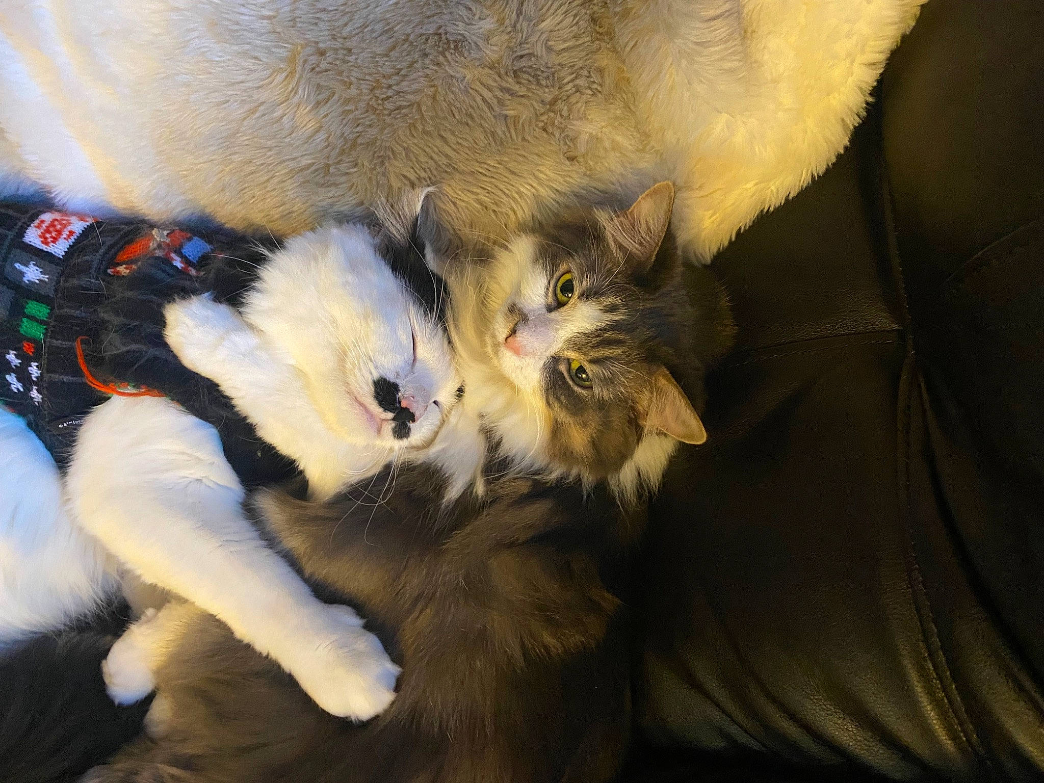 Tofen is registered to the contest to win money with this photo: carnivore, cat, claw, comfort, companion_dog, fang, fawn, felidae, fur, natural_material, paw, small_to_medium_sized_cats, snout, tail, terrestrial_animal, whiskers