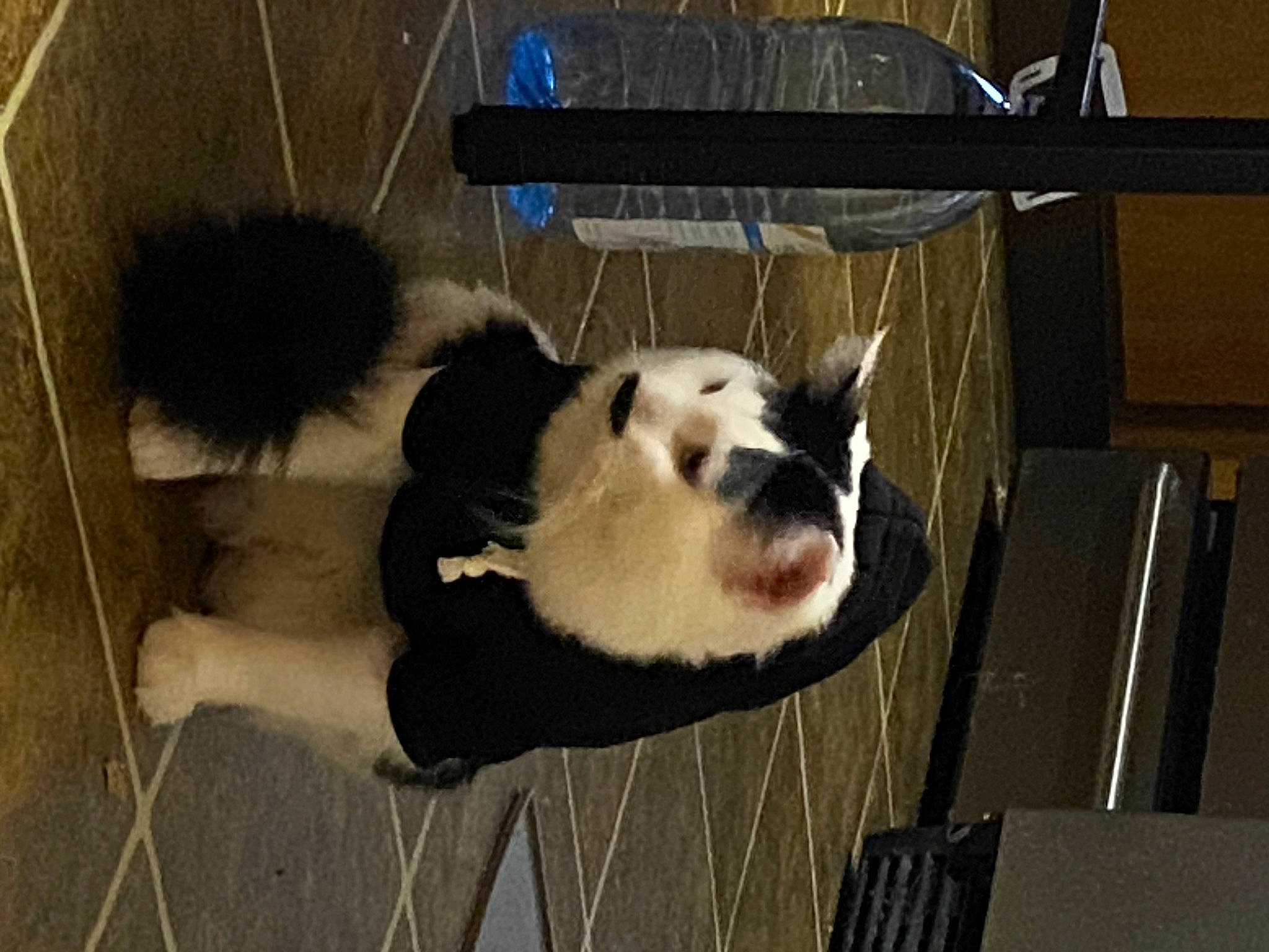 Tofen is registered to the contest to win money with this photo: animal_shelter, carnivore, companion_dog, dog, dog_breed, dog_supply, fawn, felidae, ferret, fur, panda, pet_supply, small_to_medium_sized_cats, snout, tail, terrestrial_animal, whiskers, wildlife, wood, working_animal