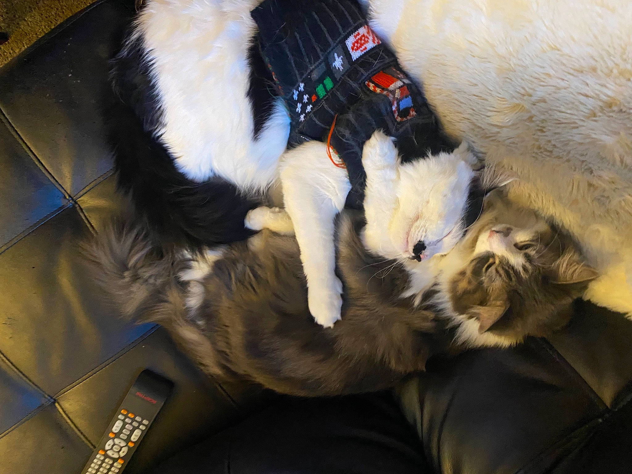 Tofen joined the competition — help win amazing prizes! canidae, carnivore, cat, collar, comfort, companion_dog, dog, dog_breed, dog_collar, felidae, fur, human_leg, lap, mammal, paw, small_to_medium_sized_cats, sporting_group, tail, vertebrate, whiskers