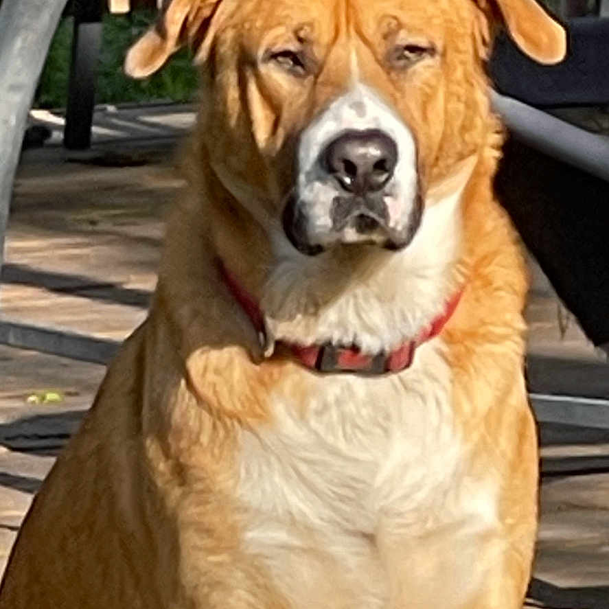 Sox is registered to the contest to win money with this photo: accessories, animal, architecture, boxer, building, bulldog, canine, dog, goldenretriever, hound, house, husky, labradorretriever, leash, pet, pitbull, plywood, puppy, strap, wood