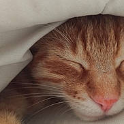 Tuco a rejoint le concours — aidez-le/la à gagner de superbes lots ! cat, ginger_cat, sleeping, close_up, cozy, blanket, pet, animal, whiskers, fur, pink_nose, resting, cute, domestic_cat, indoor, soft, peaceful, nap, feline, warm