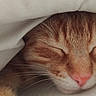 cat, ginger_cat, sleeping, close_up, cozy, blanket, pet, animal, whiskers, fur, pink_nose, resting, cute, domestic_cat, indoor, soft, peaceful, nap, feline, warm