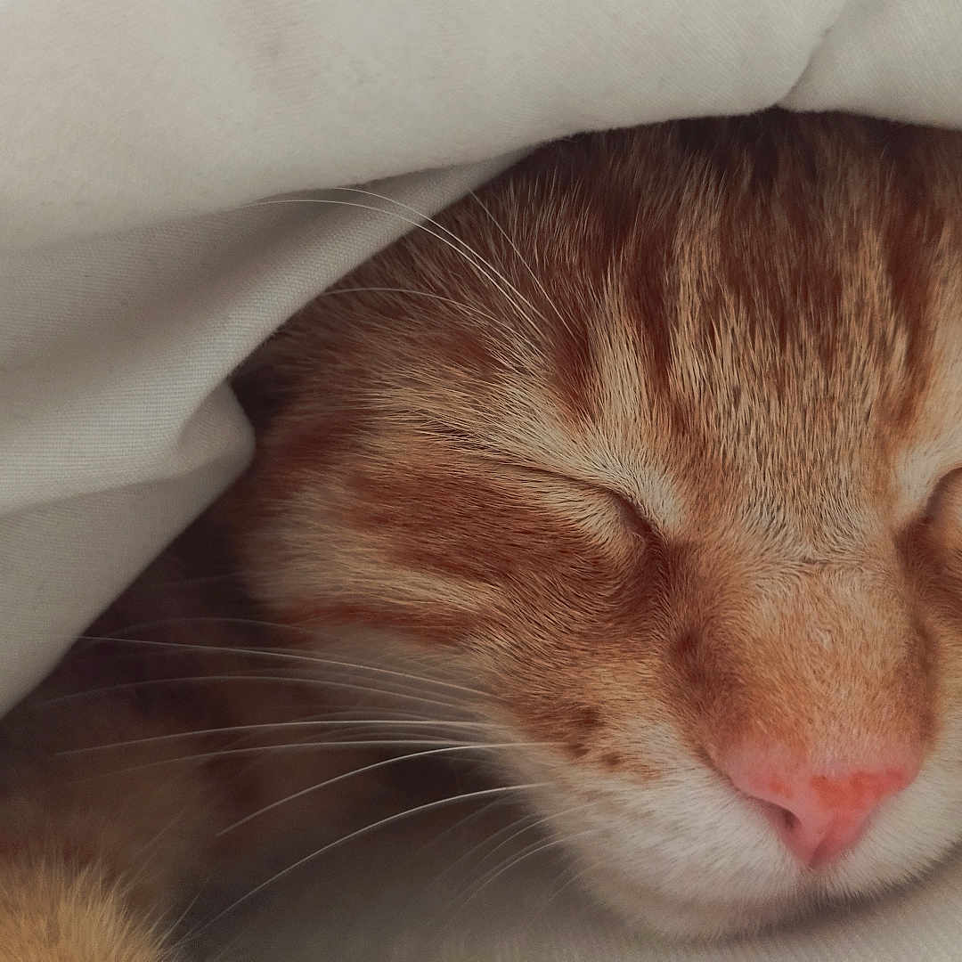 Tuco a rejoint le concours — aidez-le/la à gagner de superbes lots ! cat, ginger_cat, sleeping, close_up, cozy, blanket, pet, animal, whiskers, fur, pink_nose, resting, cute, domestic_cat, indoor, soft, peaceful, nap, feline, warm