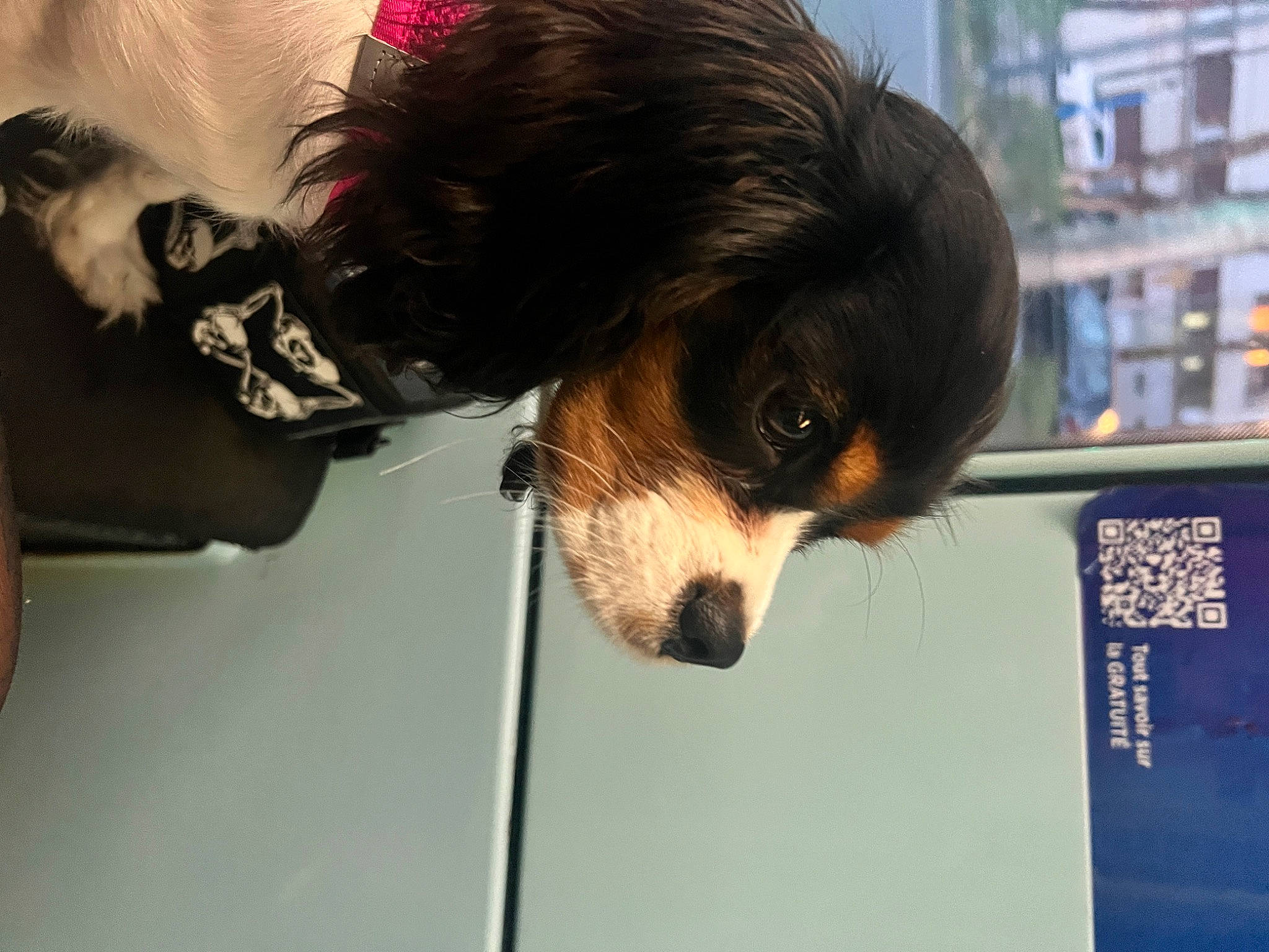 Rhaenyra a rejoint le concours — aidez-le/la à gagner de superbes lots ! bernese_mountain_dog, canidae, carnivore, cavalier_king_charles_spaniel, collar, companion_dog, dog, dog_breed, dog_collar, dog_supply, fur, pet_supply, plaid, snout, spaniel, sporting_group, toy, toy_dog, whiskers, working_animal