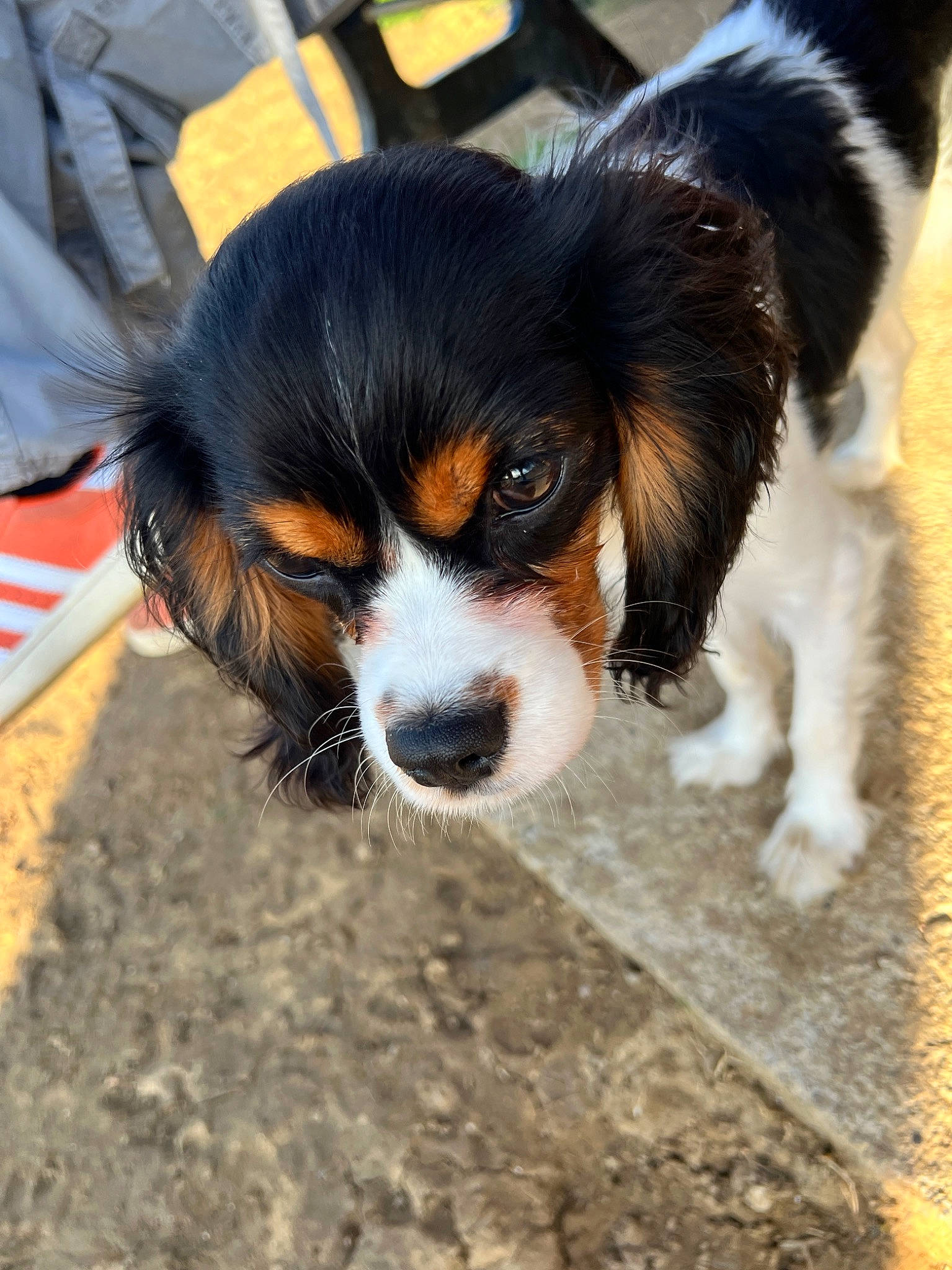 Rhaenyra participe au concours pour gagner de l'argent avec cette photo : canidae, carnivore, cavalier_king_charles_spaniel, companion_dog, dog, dog_breed, fur, puppy, snout, sporting_group, terrestrial_animal, toy_dog, whiskers, working_dog