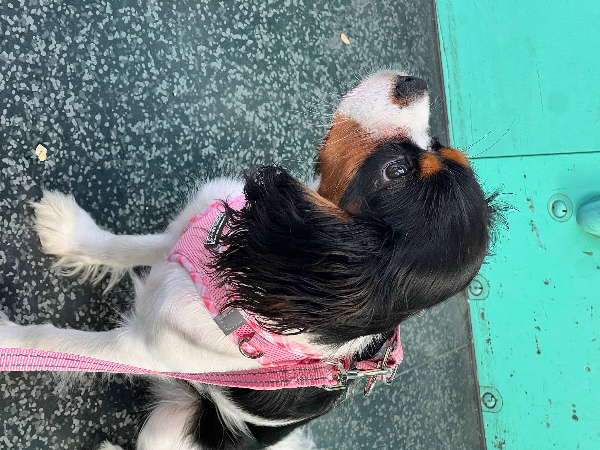 Rhaenyra a rejoint le concours — aidez-le/la à gagner de superbes lots ! asphalt, canidae, carnivore, collar, companion_dog, dog, dog_breed, dog_collar, dog_supply, fawn, fur, leash, liver, pet_supply, road_surface, sidewalk, snout, sporting_group, tail, working_animal