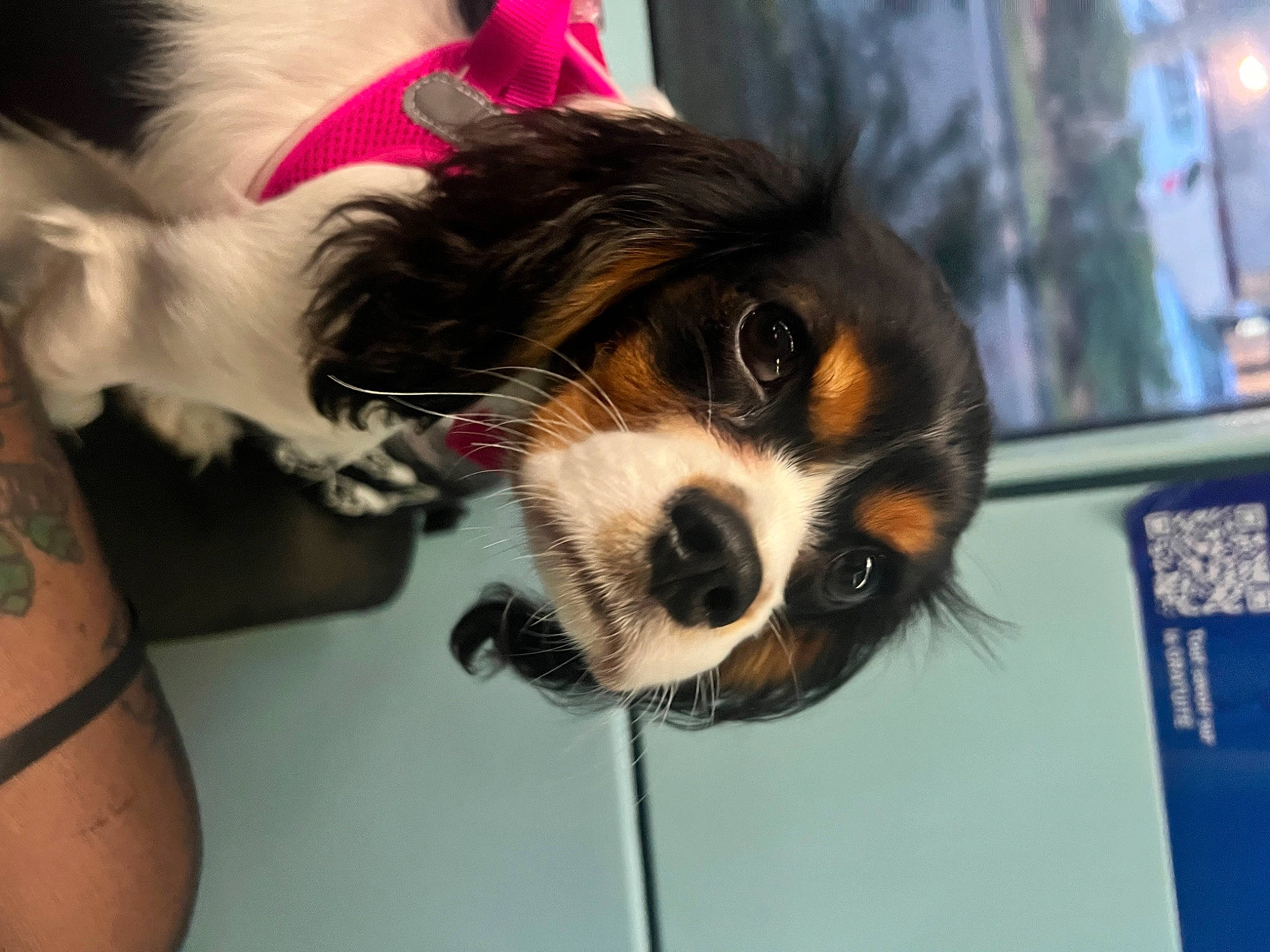 Rhaenyra participe au concours pour gagner de l'argent avec cette photo : canidae, carnivore, cavalier_king_charles_spaniel, companion_dog, dog, dog_breed, dog_clothes, dog_supply, eyewear, fur, paw, pomeranian, puppy, snout, spaniel, sporting_group, terrestrial_animal, toy_dog, whiskers, working_animal