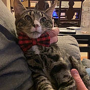 Leo joined the competition — help win amazing prizes! cat, tabby, bow_tie, indoor, person, lap, furniture, dining_table, chair, cozy, pet, animal, domestic, cute, striped, relaxed, seated, mammal, home, curious