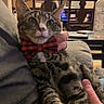 cat, tabby, bow_tie, indoor, person, lap, furniture, dining_table, chair, cozy, pet, animal, domestic, cute, striped, relaxed, seated, mammal, home, curious