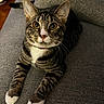 Leo joined the competition — help win amazing prizes! cat, tabby, pet, animal, indoor, couch, furniture, whiskers, paws, face, eyes, fur, striped, relaxed, domestic, mammal, cute, collar, alert, resting