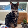 Leo is registered to the contest to win money with this photo: cat, tabby_cat, windowsill, blinds, blanket, space_theme, plant, succulent, turtle_planter, indoor, pet, curious, alert, animal, feline, striped, white_paws, collar, daylight, window