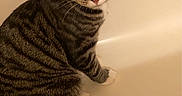 Leo joined the competition — help win amazing prizes! cat, tabby, striped_fur, yellow_eyes, pet, indoor, bathtub, curious, animal, feline, sitting, looking_up, white_paws, short_hair, domestic_cat, close_up, portrait, brown, gray, quiet