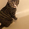 cat, tabby, striped_fur, yellow_eyes, pet, indoor, bathtub, curious, animal, feline, sitting, looking_up, white_paws, short_hair, domestic_cat, close_up, portrait, brown, gray, quiet