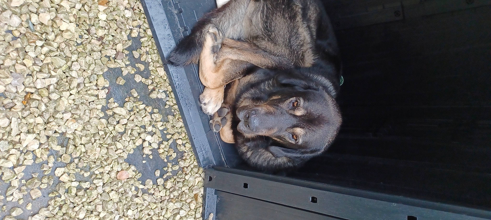 Cyborg joined the competition — help win amazing prizes! canidae, carnivore, claw, dog, dog_breed, eye, fawn, felidae, foot, fur, gas, liver, paw, snout, sporting_group, terrestrial_animal, whiskers, wood, working_animal, wrinkle