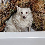 Sonic is registered to the contest to win money with this photo: animal, autumn_colors, bathroom, bathtub, brown_eyes, calm, cozy, curly_fur, dog, ears, fur, household, indoor, leafy_pattern, pet, portrait, quiet, shower_curtain, sitting, white_dog