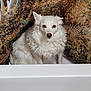 animal, autumn_colors, bathroom, bathtub, brown_eyes, calm, cozy, curly_fur, dog, ears, fur, household, indoor, leafy_pattern, pet, portrait, quiet, shower_curtain, sitting, white_dog