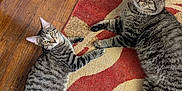 Smalls joined the competition — help win amazing prizes! abyssinian, animal, architecture, building, cat, clothing, footwear, furniture, hardwood, homedecor, indoors, interiordesign, kitten, manx, mat, pet, plywood, rug, shoe, wood