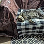 Smalls is registered to the contest to win money with this photo: cat, tabby, blanket, checkered_pattern, couch, tarp, indoor, sunlight, relaxed, pet, feline, striped, fur, floor_rug, patterned_rug, black_and_white, resting, animal, domestic_cat, cozy