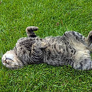 Smalls is registered to the contest to win money with this photo: cat, tabby, grass, outdoor, relaxed, pet, animal, fur, whiskers, paws, nature, sleeping, cute, playful, domestic, mammal, green, resting, lying_down, summer