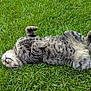 cat, tabby, grass, outdoor, relaxed, pet, animal, fur, whiskers, paws, nature, sleeping, cute, playful, domestic, mammal, green, resting, lying_down, summer