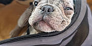 Stitch is registered to the contest to win money with this photo: animal, background_blur, brown_floor, carrier, close_up, cute, dog, domestic_animal, face, indoor, mesh, nose, pet, puppy, resting, sleepy, soft, speckled, wrinkles, young