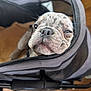animal, background_blur, brown_floor, carrier, close_up, cute, dog, domestic_animal, face, indoor, mesh, nose, pet, puppy, resting, sleepy, soft, speckled, wrinkles, young