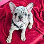 Stitch is registered to the contest to win money with this photo: adorable, animal, blanket, canine, collar, cute, dog, domestic_animal, ears, french_bulldog, fur, indoor, looking_up, merle, pet, puppy, red, resting, snout, young
