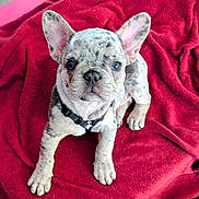 Stitch is registered to the contest to win money with this photo: adorable, animal, blanket, canine, collar, cute, dog, domestic_animal, ears, french_bulldog, fur, indoor, looking_up, merle, pet, puppy, red, resting, snout, young