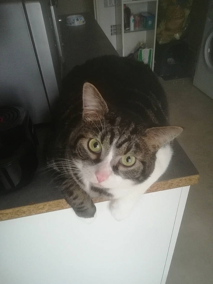 Loni participe au concours pour gagner de l'argent avec cette photo : box, cardboard, carnivore, cat, domestic_short_haired_cat, door, ear, felidae, fur, metal, mouse, packaging_and_labeling, room, small_to_medium_sized_cats, snout, square, whiskers, window