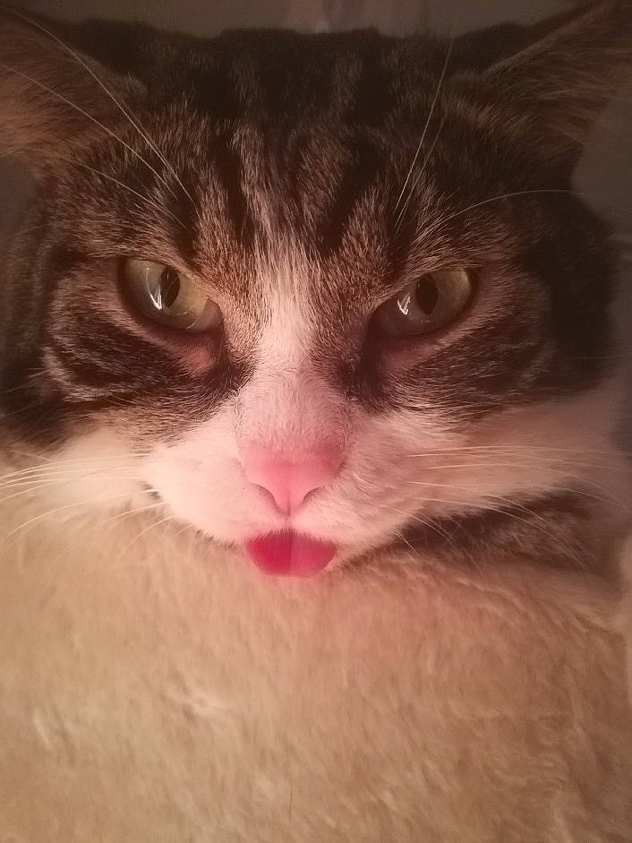 Loni participe au concours pour gagner de l'argent avec cette photo : carnivore, cat, cloud, comfort, domestic_short_haired_cat, eyelash, felidae, flesh, fur, love, paw, sky, sleep, small_to_medium_sized_cats, snout, terrestrial_animal, whiskers