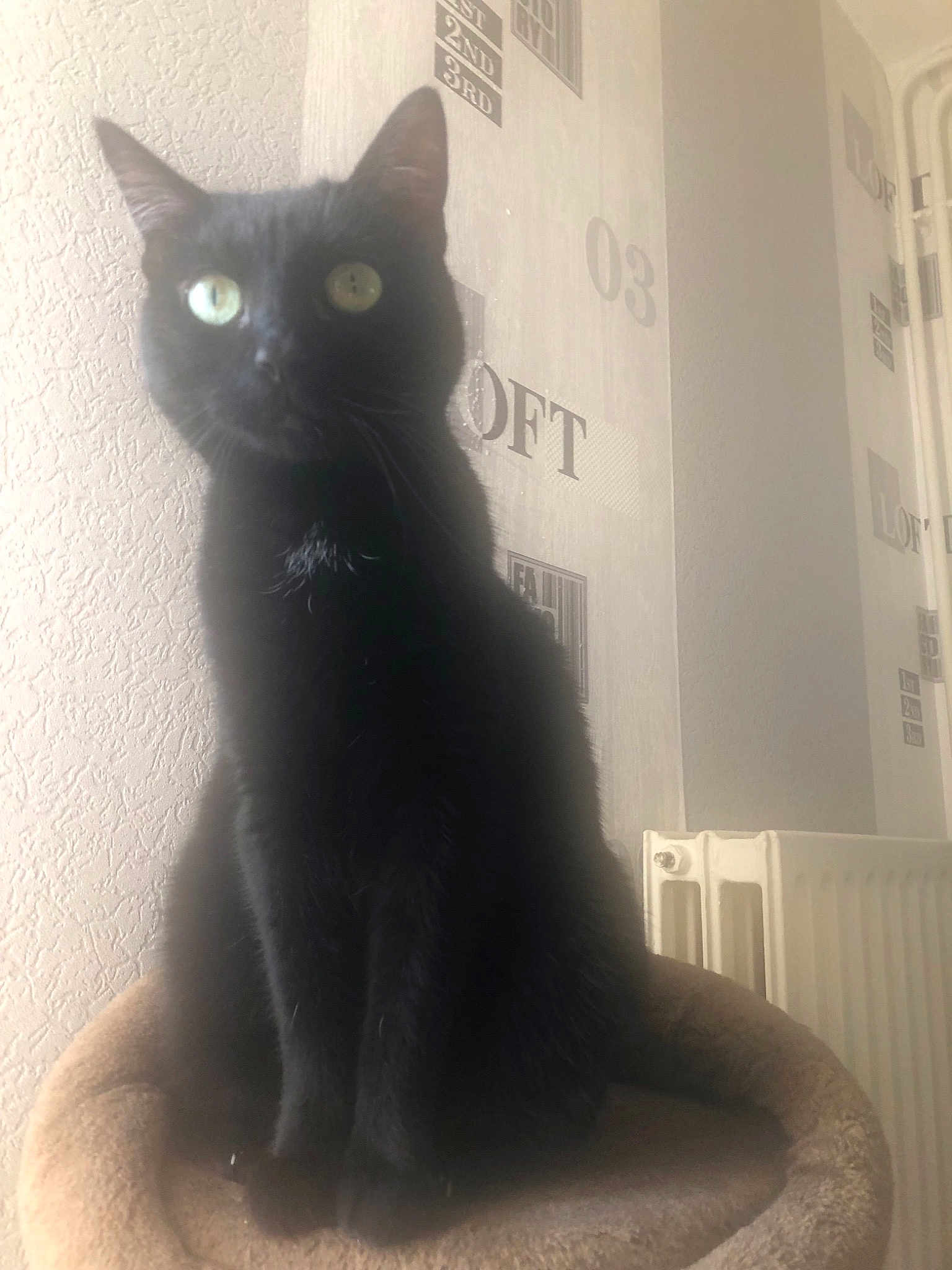 Maya