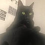 Maya a rejoint le concours — aidez-le/la à gagner de superbes lots ! asian, black, black_and_white, black_cat, bombay, british_shorthair, carnivore, cat, domestic_short_haired_cat, ear, eye, felidae, fur, kitten, korat, room, sky, small_to_medium_sized_cats, tail, whiskers