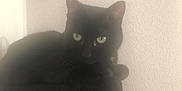 Maya participe au concours pour gagner de l'argent avec cette photo : asian, black, black_and_white, black_cat, british_shorthair, carnivore, cat, domestic_short_haired_cat, ear, eye, felidae, kitten, korat, russian_blue, small_to_medium_sized_cats, snout, tail, whiskers