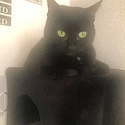 Maya a rejoint le concours — aidez-le/la à gagner de superbes lots ! asian, black_cat, bombay, british_shorthair, carnivore, cat, chartreux, domestic_short_haired_cat, eye, felidae, korat, small_to_medium_sized_cats, snout, tail, whiskers