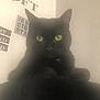 Maya a rejoint le concours — aidez-le/la à gagner de superbes lots ! asian, black, black_and_white, black_cat, bombay, british_shorthair, carnivore, cat, domestic_short_haired_cat, ear, eye, felidae, fur, kitten, korat, sky, small_to_medium_sized_cats, snout, tail, whiskers