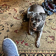 Maxie is registered to the contest to win money with this photo: animal, blue_shoe, blue_slippers, carpet, closeup, cozy, curious, dog, floor, footwear, gray_dog, home, indoor, looking, lying_down, patterned_carpet, pet, shoe, slippers, small_dog