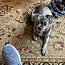 animal, blue_shoe, blue_slippers, carpet, closeup, cozy, curious, dog, floor, footwear, gray_dog, home, indoor, looking, lying_down, patterned_carpet, pet, shoe, slippers, small_dog