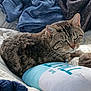 cat, tabby, pet, animal, feline, collar, bed, blanket, pillow, soft, resting, indoor, cozy, fur, whiskers, ears, sleepy, relaxed, domestic, cute
