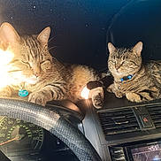 Rocket is registered to the contest to win money with this photo: cat, tabby_cat, dashboard, car_interior, steering_wheel, speedometer, air_vent, collar, pet, animal, feline, relaxed, light, indoor, vehicle, resting, two_cats, close_up, comfort, domestic_animal
