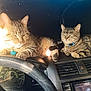 cat, tabby_cat, dashboard, car_interior, steering_wheel, speedometer, air_vent, collar, pet, animal, feline, relaxed, light, indoor, vehicle, resting, two_cats, close_up, comfort, domestic_animal