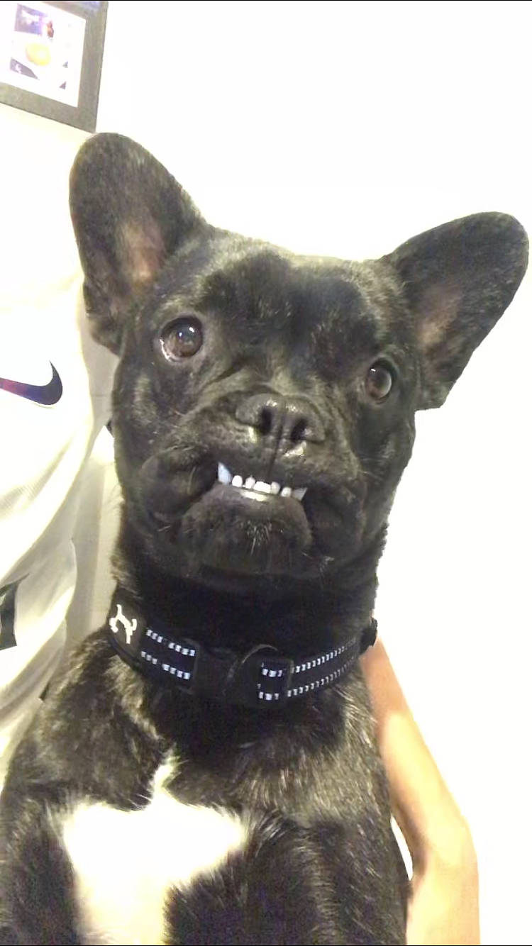 Kooper a rejoint le concours — aidez-le/la à gagner de superbes lots ! canidae, carnivore, collar, companion_dog, dog, dog_breed, dog_collar, ear, fashion_accessory, fawn, fur, guard_dog, party_hat, pet_supply, snout, sporting_group, toy_dog, whiskers, working_animal, working_dog