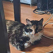 Reesey is registered to the contest to win money with this photo: cat, calico, animal, pet, floor, wooden_floor, indoor, table_leg, cable, charger, electronic_device, relaxed, feline, fur, resting, cozy, domestic, quiet, home, sleepy