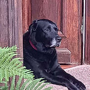 Hanka a rejoint le concours — aidez-le/la à gagner de superbes lots ! dog, black_dog, labrador, pet, animal, outdoor, door, wooden_door, plant, fern, greenery, relaxed, paws, carpet, step, resting, calm, domestic_animal, companion, canine