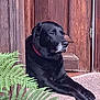 dog, black_dog, labrador, pet, animal, outdoor, door, wooden_door, plant, fern, greenery, relaxed, paws, carpet, step, resting, calm, domestic_animal, companion, canine