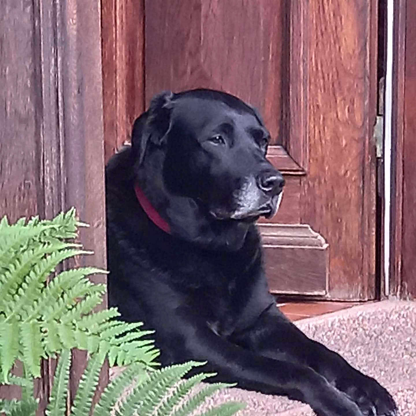 Hanka