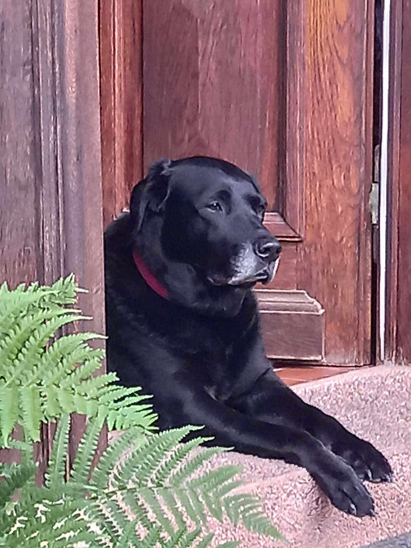 Hanka