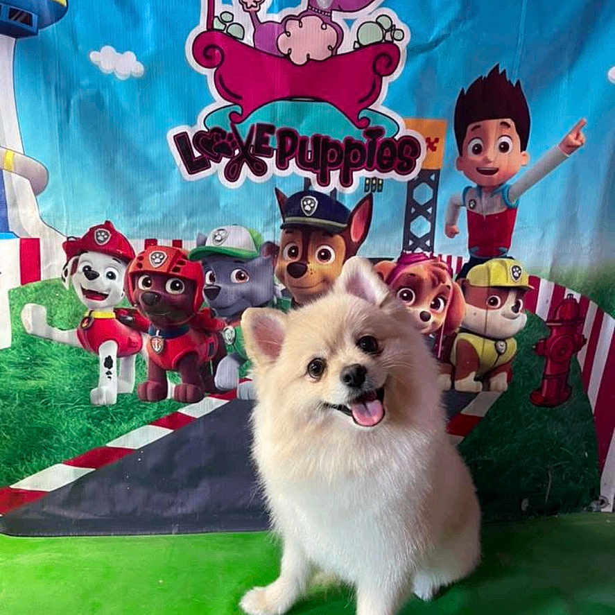 Sanzon joined the competition — help win amazing prizes! animal, baby, canine, clothing, costume, dog, envelope, eskimodog, face, greetingcard, hat, head, mail, person, pet, photography, portrait, puppy, toy, whitedog