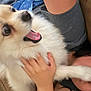 Sanzon is registered to the contest to win money with this photo: animal, casual_clothing, close_up, companion, couch, dog, domestic_animal, face_closeup, fluffy, furry, happy, hug, human_hand, indoor, interaction, joyful, pet, playful, relaxation, white_fur