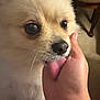 Sanzon is registered to the contest to win money with this photo: affection, animal, carpet, chair_leg, close_up, companion, cozy, cute, dog, domestic, fluffy, fur, hand, indoor, licking, nose, person, pet, touch, whiskers